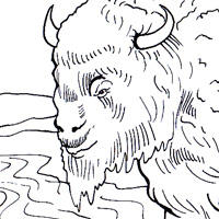 bison picture