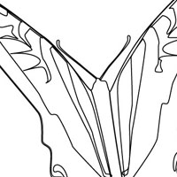 Butterfly coloring page