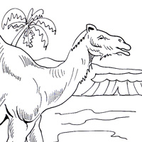 camel page