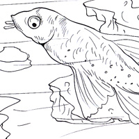 catfish coloring page