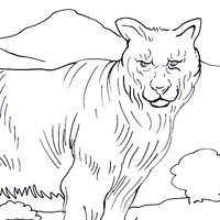 cougar coloring book