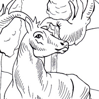 Megalocerossm dinosaur page