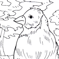 finch coloring image