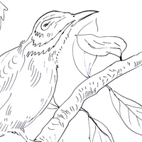 flycatcher picture