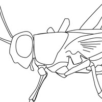 Kids coloring page