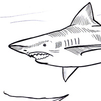 Megalodon coloring pages