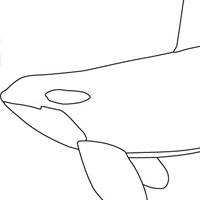 Orca coloring page