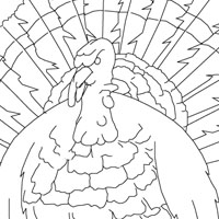 Peackock coloring pages