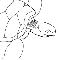 sea turtle coloring page