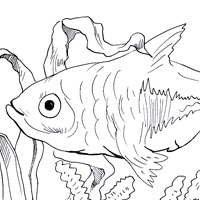 rasbora coloring page