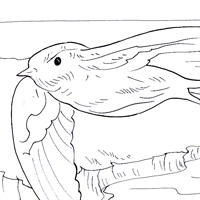 swift coloring image