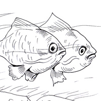 tigerbarb coloring pic