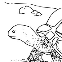 Tortoise coloring page