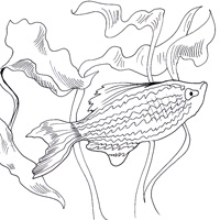zebradanio coloring picture
