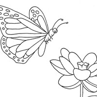 butterfly picture