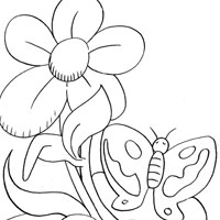 butterfly on flower