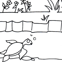 sammy the turtle