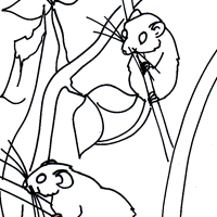 little mice