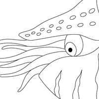 nautilus coloring book