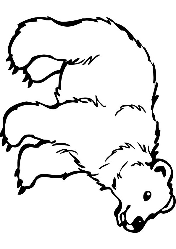 bear coloring picture