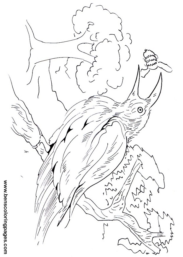 bee eater pictures
