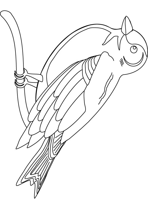 Finch birds coloring picture