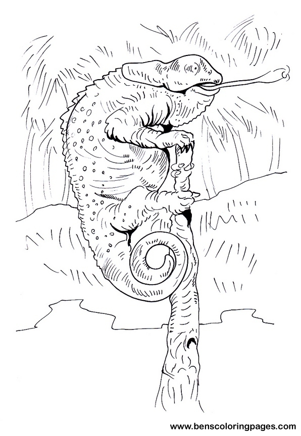 chameleon coloring picture to print
