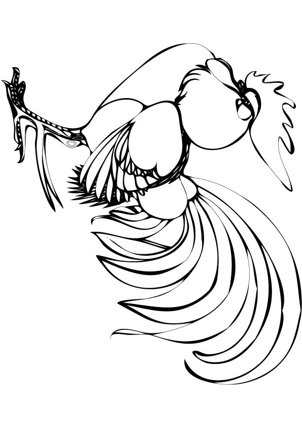 cockrel coloring picture for free