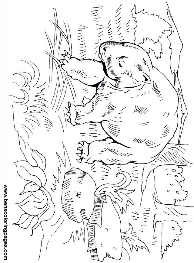 Diprotodon dinosaurs for kids