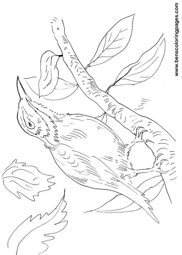 fly catcher pictures