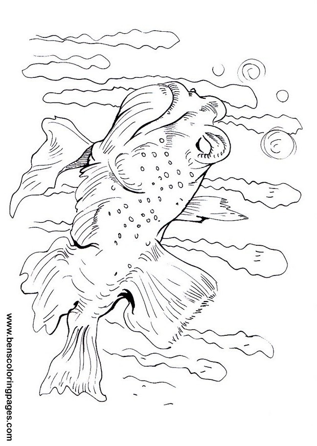 gobyfish picture