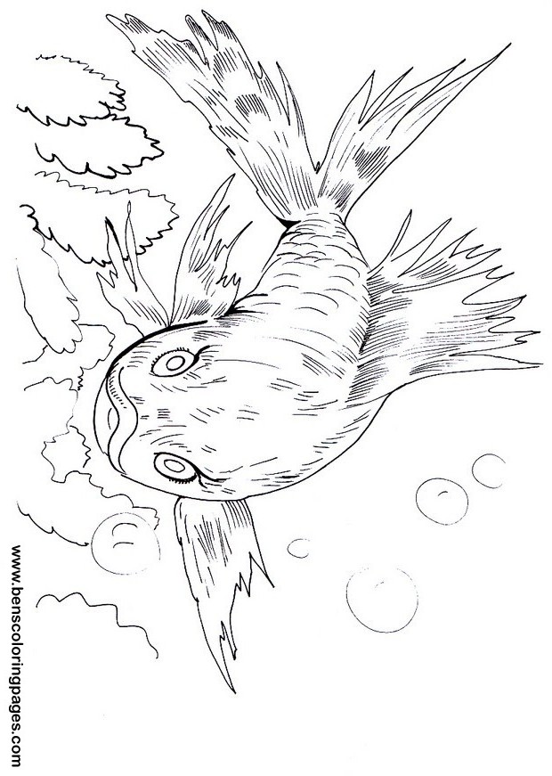 goldfish picture