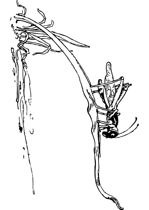 download free grass hopper drawing page