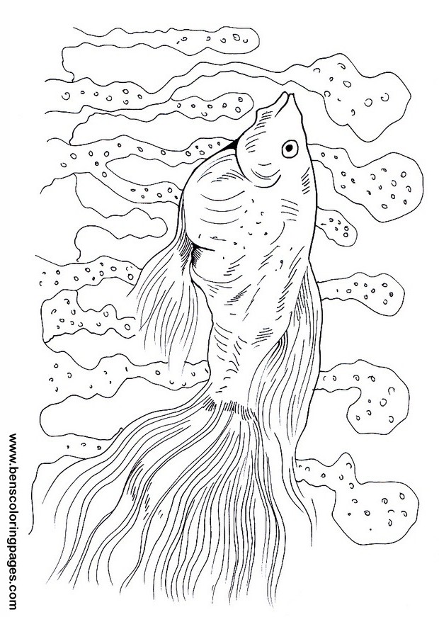 free guppy picture