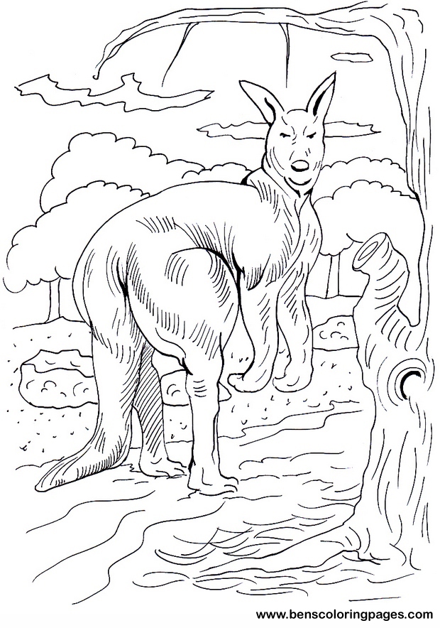 free kangaroo picture