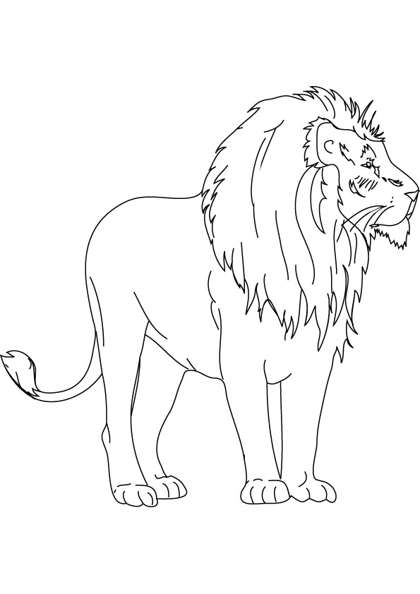 Baby Lion drawing page