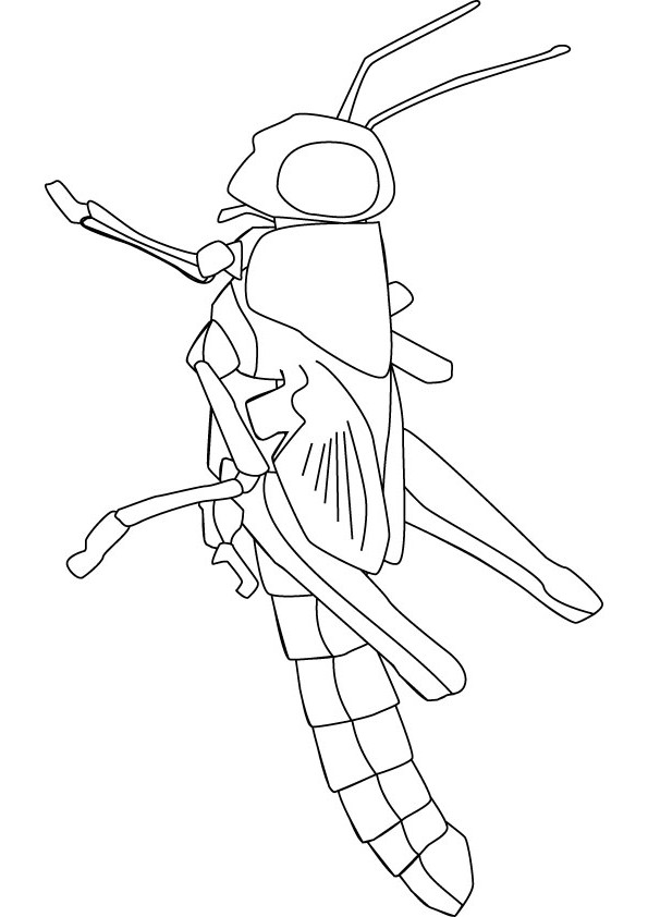 Grass hopper drawing page