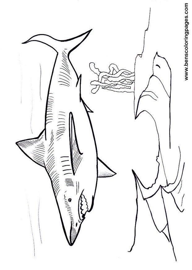 Megalodon dinosaurs for kids