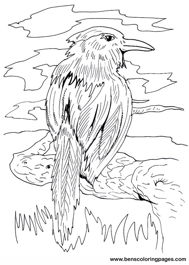 free motmot image