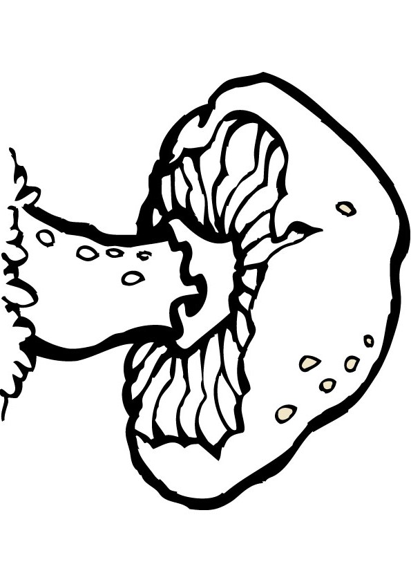Mushroom coloring book