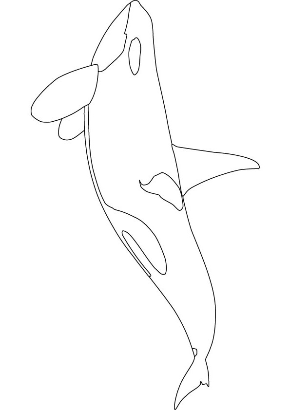 Orca printable coloring page