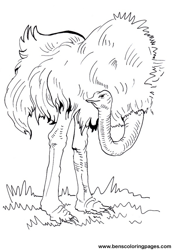 ostrich coloring picture to print