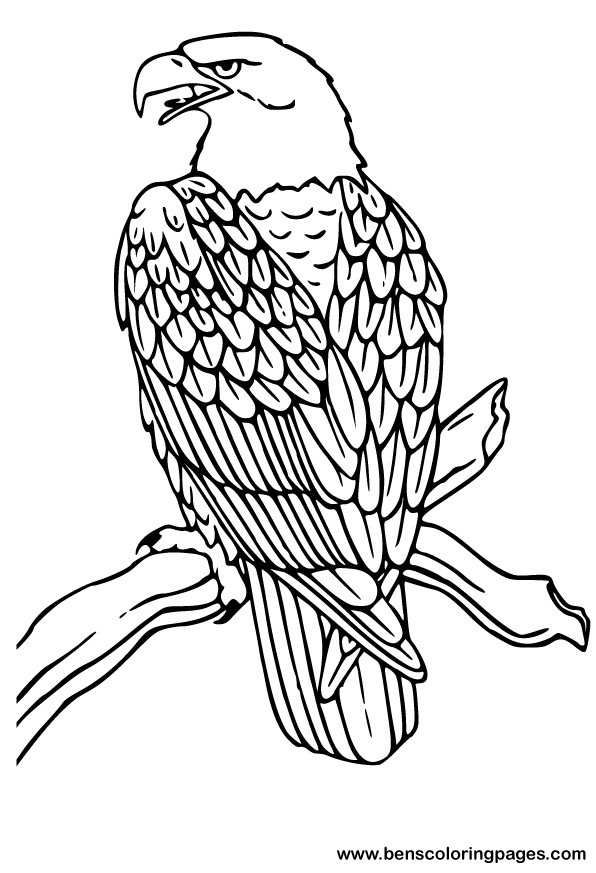 eagle coloring book