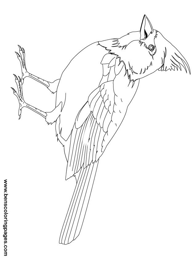 bird coloring book for kids