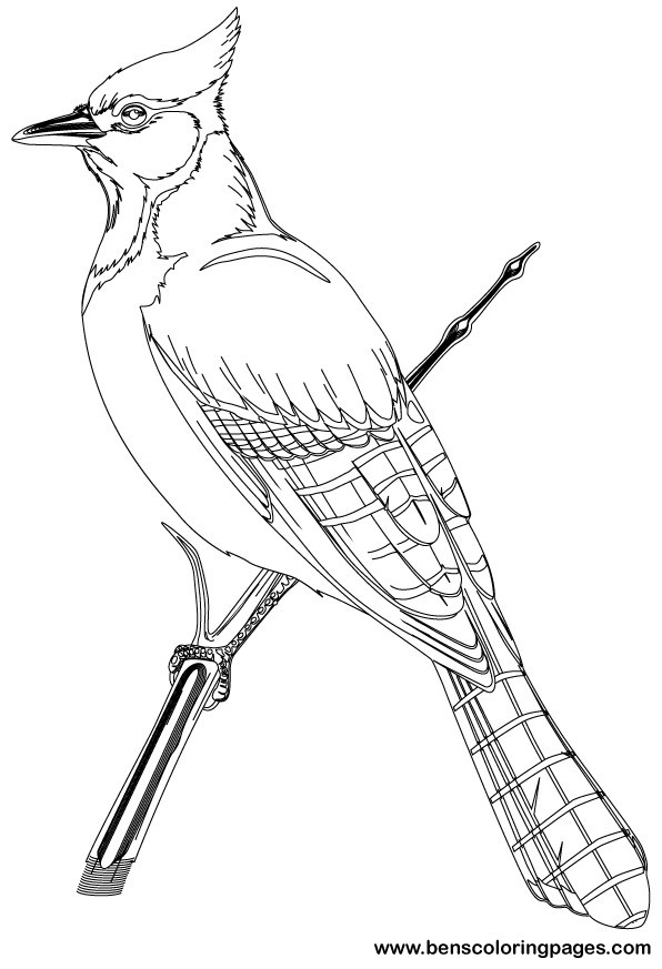 birds coloring book for kids