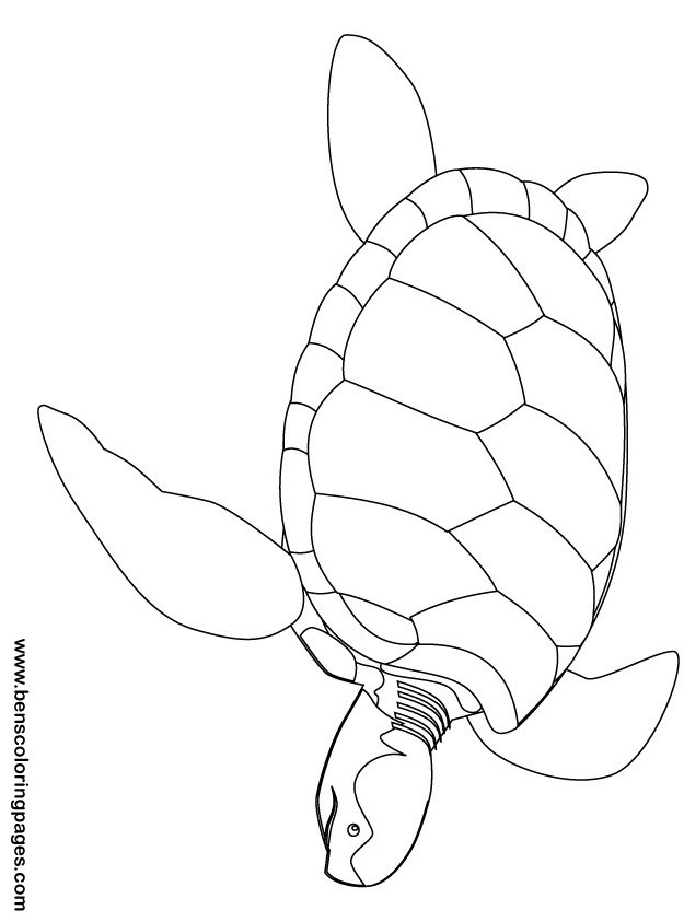 turtles coloring