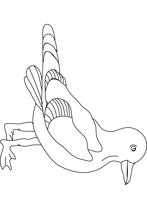 Seagull color pages.