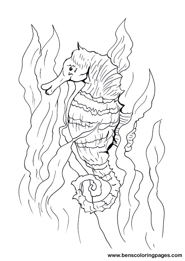 free sea horse pic