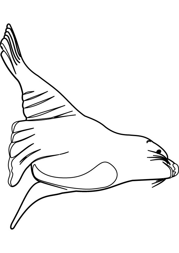 sea lion color pages.