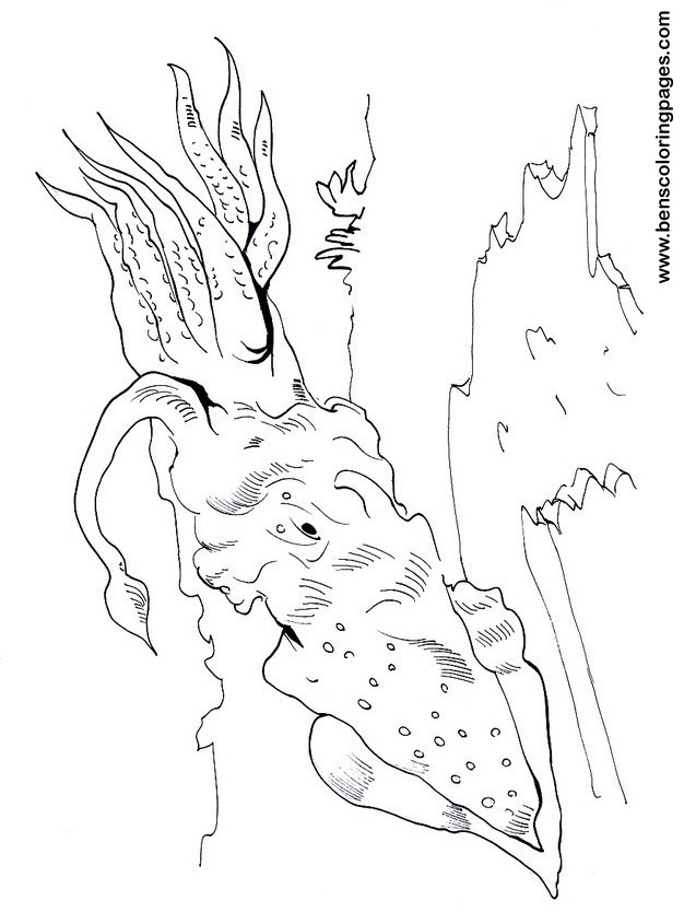 squid coloring picture